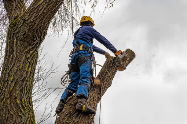 Professional Tree Service in Little River, SC